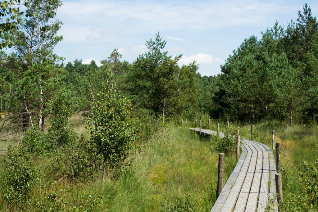 Vlonderpad door een natuurgebied tijdens een wandelroute voor beginners in Nederland